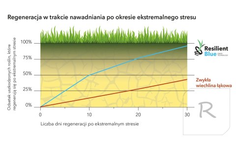 Trawa Barenbrug Na Suszę Resilient Blue - Ekstremalne Warunki 5kg